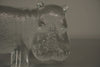 Kosta Boda Bertil Vallien Decorative Sculpture Zoo Series Hippopotamus 70s Clear Glass - Image 6
